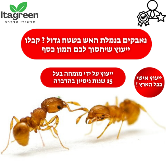 ייעוץ הדברת נמלת האש הקטנה בשטחים גדולים