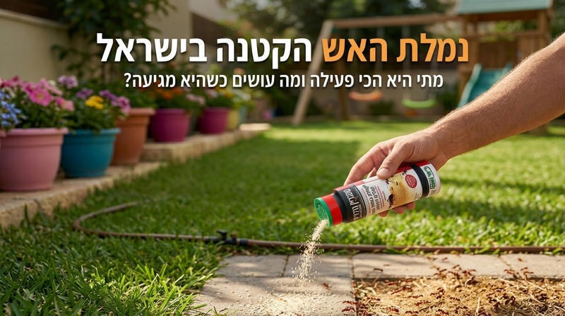 בלוג נמלת האש הקטנה בישראל , מתי היא הכי פעילה ומה עושים שהיא מגיעה